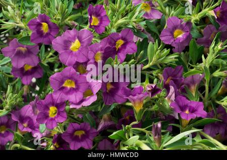 Pétunia (Petunia x hybrida Surfinia millions Bells), Solanaceae. Banque D'Images