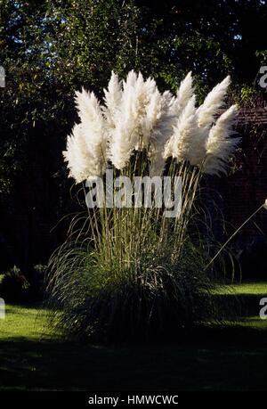 La botanique, l'herbe l'herbe de la pampa (catégorie argentea péché.  gynerium a Photo Stock - Alamy