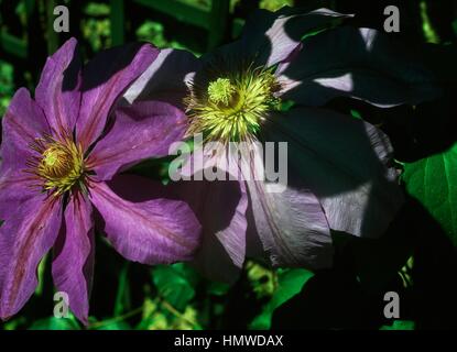 Clematis (Clematis lanuginosa lawsoniana), Ranunculaceae. Banque D'Images