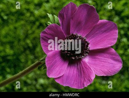 Violet (Exacum affine, perse), Gentianaceae. Banque D'Images