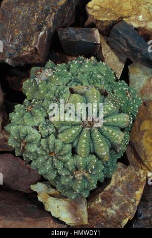 Cactus aztèque (Aztekium ritteri), Cactaceae. Banque D'Images