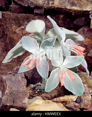 Edelweiss brésilien de floraison (Rechsteineria leucotricha), Gesnériacées. Banque D'Images