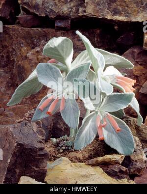 Edelweiss brésilien de floraison (Rechsteineria leucotricha), Gesnériacées. Banque D'Images