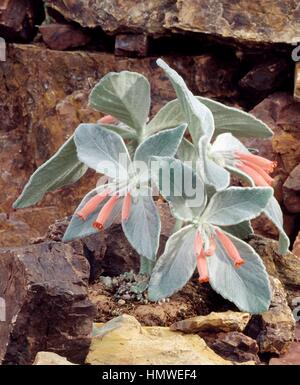 Edelweiss brésilien de floraison (Rechsteineria leucotricha), Gesnériacées. Banque D'Images