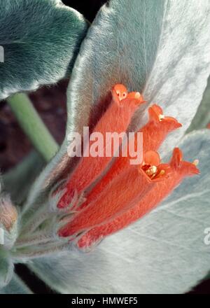 Edelweiss brésilien de floraison (Rechsteineria leucotricha) fleur, Gesnériacées. Détail. Banque D'Images