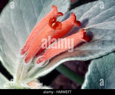 Edelweiss brésilien de floraison (Rechsteineria leucotricha) fleur, Gesnériacées. Détail. Banque D'Images