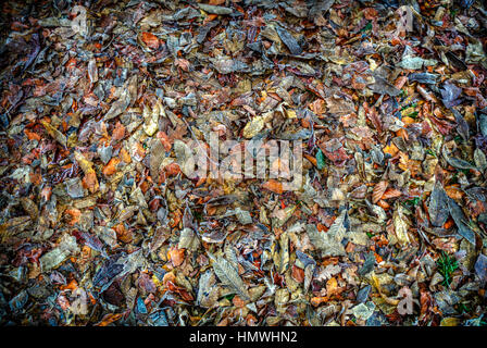 Les feuilles mortes d'automne hiver forme tapis de feuilles à l'automne UK Angleterre Banque D'Images