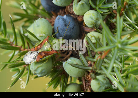 Buntrock, Wanze, un Cyphostethus tristriatus, Wacholder, juniper shield bug Banque D'Images