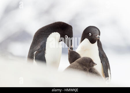 Adelie penguin Pygoscelis adeliae, adultes nourrir les poussins, Yalour Island, Péninsule Antarctique en janvier. Banque D'Images