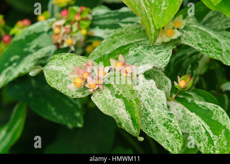 Hypericum androsaemum 'Gladys Brabazon' ; 'orange douce Gladys Brabazon'. Banque D'Images