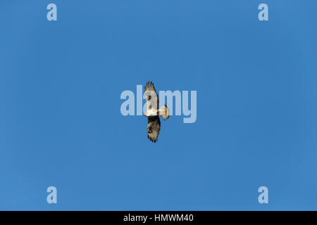 Aigle de Bonelli Aquila fasciata, femelle adulte, transportant de la nourriture en vol sur fond de ciel bleu, près de Béziers, Hérault, France en juin. Banque D'Images