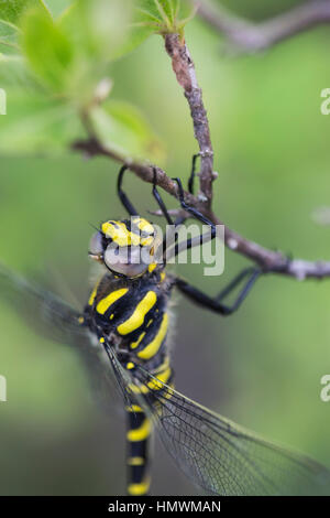 Golden-ringed dragonfly Cordulegaster boltonii, adulte, perché dans la végétation, Feuilla, Aude, France, en juin. Banque D'Images