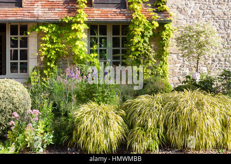 Jardins du Pays d'Auge, Normandie, France, en face de la maison, Humulus lupulus 'Aureus', Buxus, fenels, Hakonechloa macra 'All Gold', Delphinium Banque D'Images