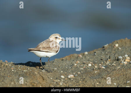 Gravelot Charadrius alexandrinus, femelle adulte, debout sur banque boueux, La Palme, Aude, France, en juin. Banque D'Images