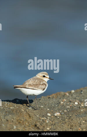 Gravelot Charadrius alexandrinus, femelle adulte, debout sur banque boueux, La Palme, Aude, France, en juin. Banque D'Images