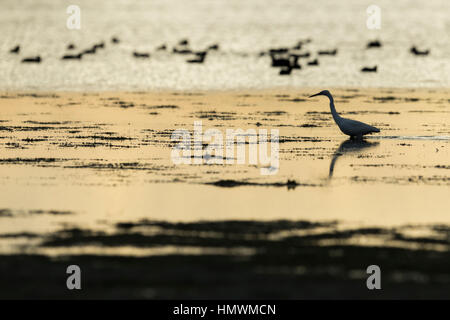 Aigrette garzette Egretta garzetta, pêche en eau peu profonde, Cheddar réservoir, Somerset, Royaume-Uni en octobre. Banque D'Images
