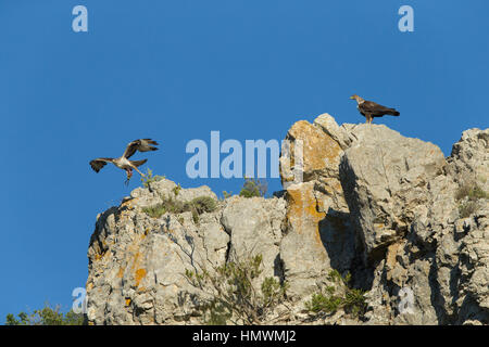 Aigle de Bonelli Aquila fasciata, hommes et femmes adultes, perché sur la falaise contre le ciel bleu, près de Béziers, Hérault, France en juin. Banque D'Images