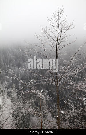 Forêt d'hiver gelé dans le brouillard à jour gris. L'Ukraine, les Carpates. Banque D'Images