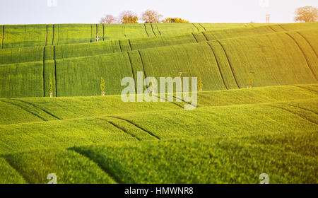 Abstract pattern texture des champs ondulés glissant au printemps. Vert printemps champs sur les collines. Le domaine des jeunes du blé. La Moravie, République Tchèque Banque D'Images