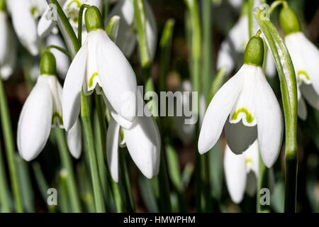 Détail Image en gros plan d'une petite grappe de printemps perce-neige (Galanthus nivalis) en février, Sunshine Great Torrington, Devon, Angleterre. Banque D'Images