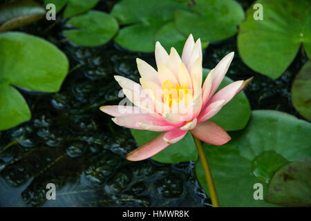 Close up of a water lily Banque D'Images