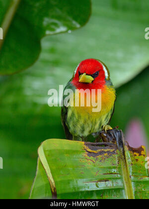 Barbet à tête rouge dans la forêt tropicale higland Banque D'Images