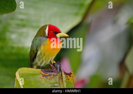 Barbet à tête rouge dans la forêt tropicale higland Banque D'Images