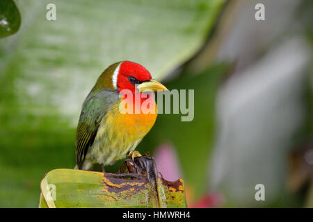 Barbet à tête rouge dans la forêt tropicale higland Banque D'Images