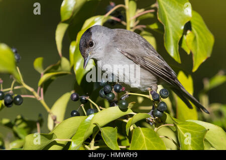 Eurasian Blackcap (Sylvia atricapilla) mâle adulte, comité permanent parmi les petits fruits Banque D'Images