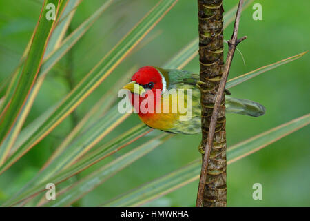 Barbet à tête rouge dans la forêt tropicale higland Banque D'Images