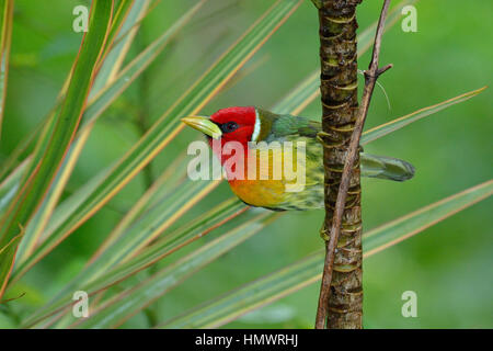 Barbet à tête rouge dans la forêt tropicale higland Banque D'Images