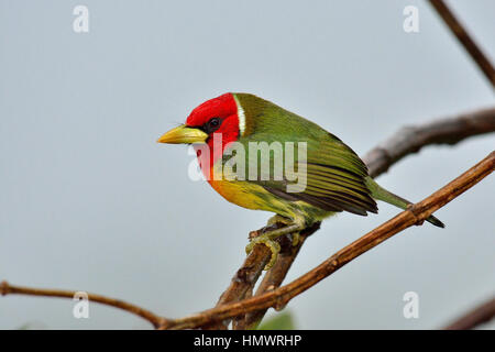 Barbet à tête rouge dans la forêt tropicale higland Banque D'Images