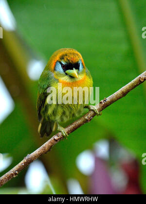 Barbet à tête rouge dans la forêt tropicale higland Banque D'Images