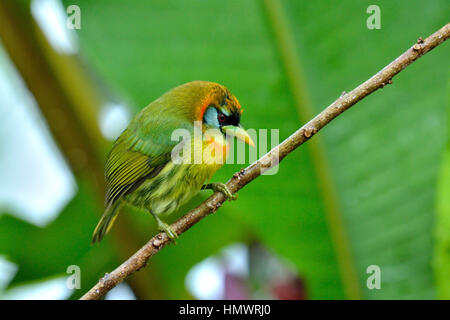 Barbet à tête rouge dans la forêt tropicale higland Banque D'Images