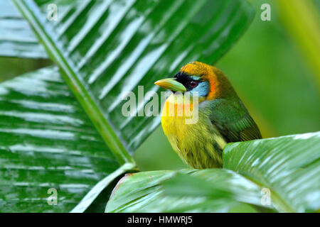 Barbet à tête rouge dans la forêt tropicale higland Banque D'Images