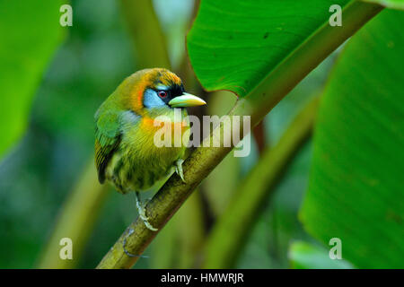 Barbet à tête rouge dans la forêt tropicale higland Banque D'Images