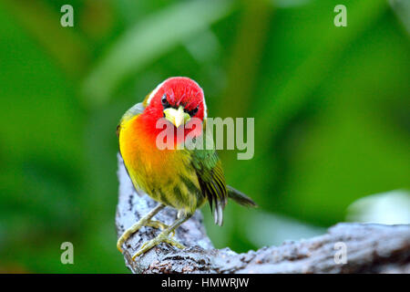 Barbet à tête rouge dans la forêt tropicale higland Banque D'Images