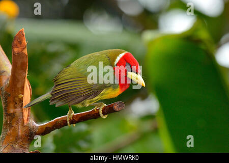 Barbet à tête rouge dans la forêt tropicale higland Banque D'Images