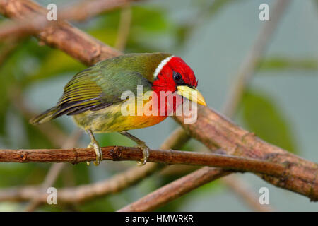 Barbet à tête rouge dans la forêt tropicale higland Banque D'Images