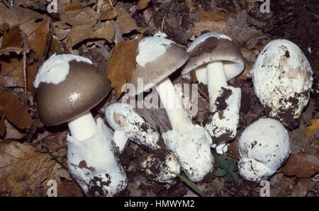 Exemples de Grisette (Amanita vaginata), Amanitacee. Banque D'Images