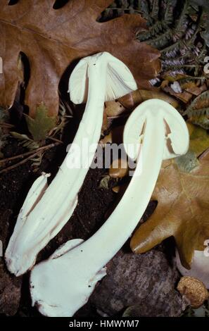 Sections de la mort (Amanita phalloides), Amanitacee et Grisette (Amanita vaginata), Amanitaceae. Banque D'Images