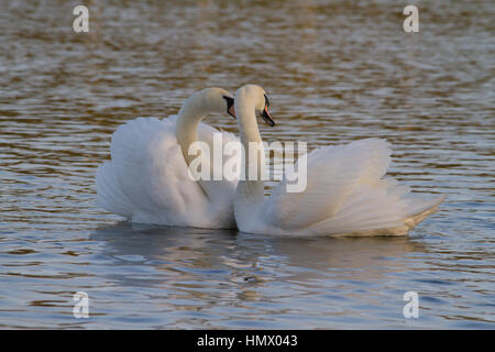 Paire de courtiser le Cygne tuberculé (Cygnus olor) Banque D'Images