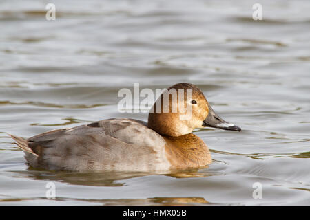 Femelle fuligule milouin (Aythya ferina) natation Banque D'Images