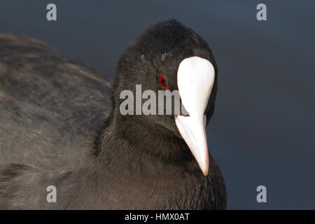 Foulque macroule (Fulica atra), également connu sous le cootoct Banque D'Images