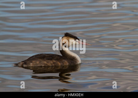 Grêbe à crête (Podiceps cristatus) martelant Banque D'Images