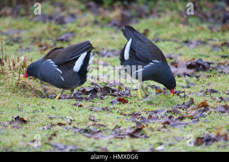 Deux Gallinules poule-d'eau (Gallinula chloropus) dans un différend territorial. Banque D'Images