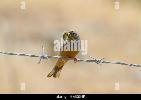 Cretzschmar's (Emberiza caesia) Banque D'Images