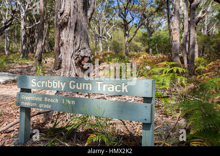 Scribbly Gum piste de marche une partie de la plage de sable blanc à pied le long de la plage de sable blanc de Jervis Bay, sur la côte sud de la Nouvelle-Galles du Sud, Australie Banque D'Images