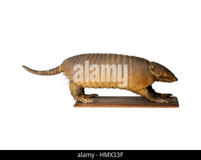 La taxidermie armadillo isolé sur fond blanc Banque D'Images