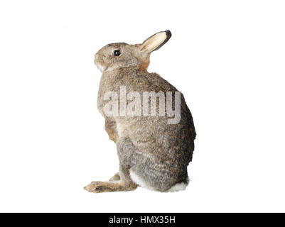 La taxidermie lapin isolé sur fond blanc Banque D'Images